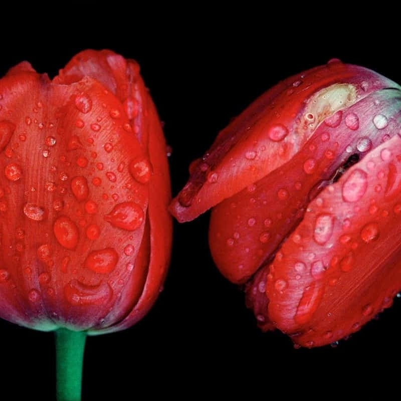 Ernst Haas Red Tulips, Japan Tirage chromogène posthume Dim. papier: 40,5 x 50,7 cm