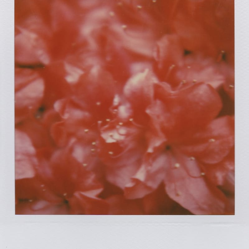 Marion Dubier-Clark Pink Polaroid 7,7 x 7,9 cm 2.76 x 2.76 in Dim. papier: 10,7 x 8,8 cm