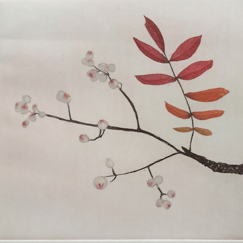 Cliona Doyle, Sorbus Discolour, 2014