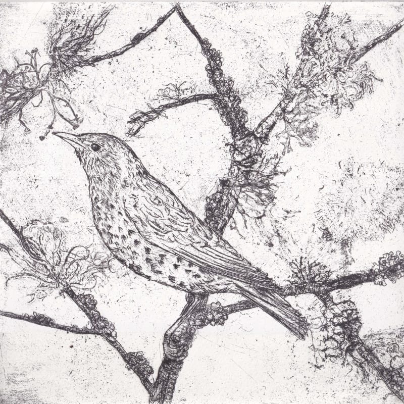 Melanie Miller, Thrush , 2024