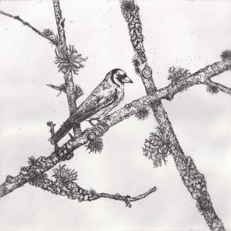 Melanie Miller, Goldfinch , 2024
