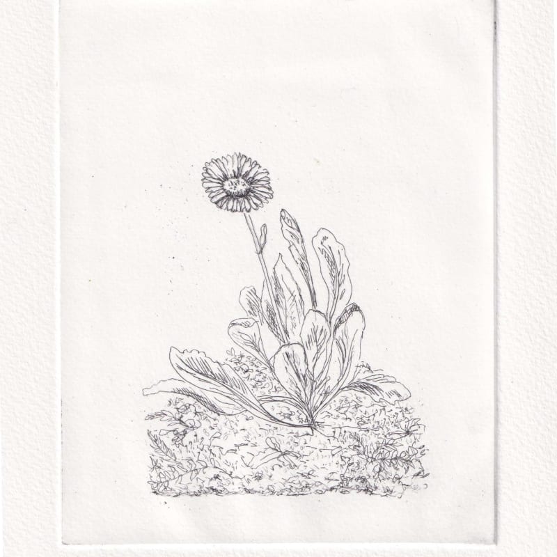 Melanie Miller, Daisy , 2024