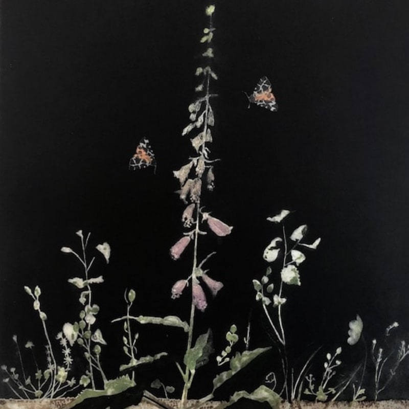 Cliona Doyle, Black Foxglove, 2023
