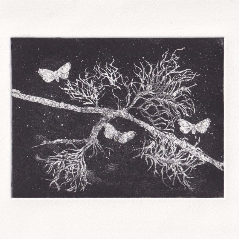 Melanie Miller, Sky Moths , 2024
