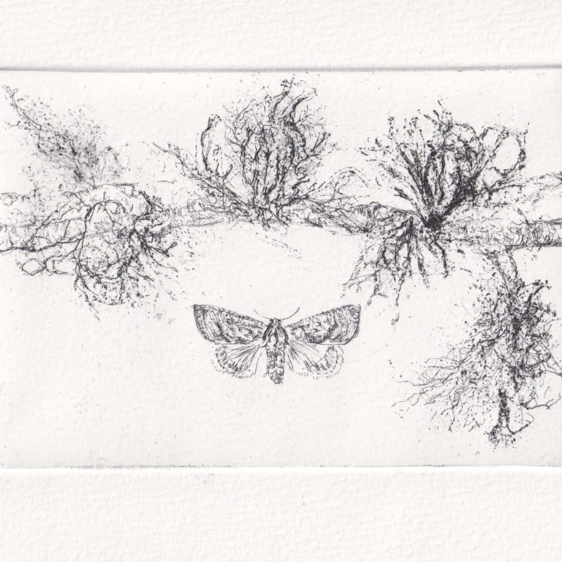 Melanie Miller, Lichen Moths, 2024