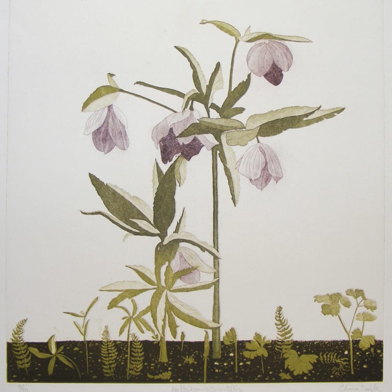 Cliona Doyle, Hellebores Orientalis