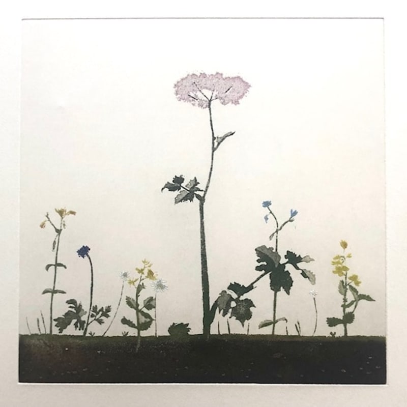 Cliona Doyle, Queen Anne's Lace, 2024