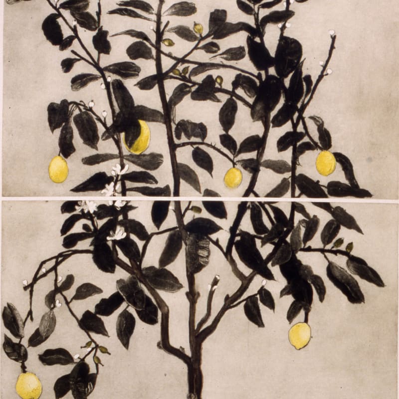 Cliona Doyle, Lemon Tree