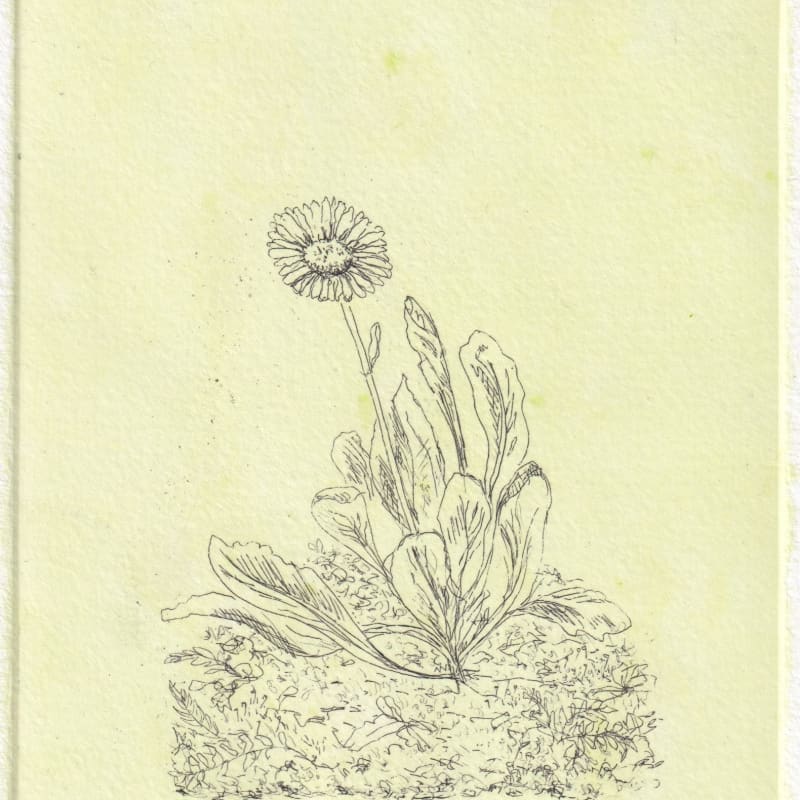 Melanie Miller, Daisy II, 2024