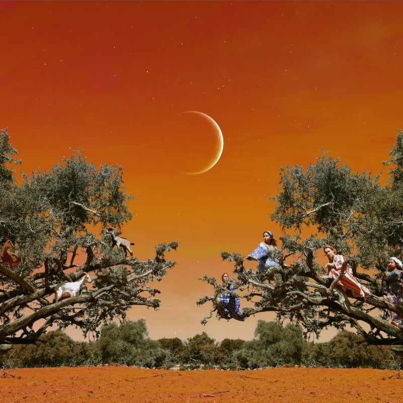 Sara Benabdallah, Sacred Tree (Large Format), 2024