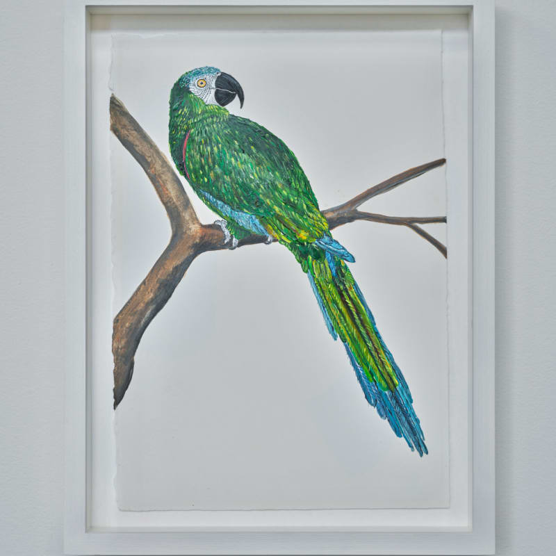 Sutapa Biswas, American Green Macaw (Ava Severa) , 2024