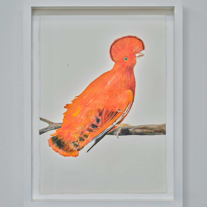 Sutapa Biswas, Le Coq de Roche - Cock of the rock (Rupicola rupicola, 2024