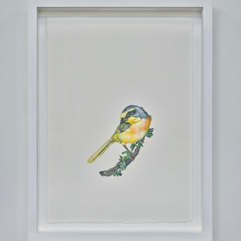 Sutapa Biswas, Sulphur Breasted Bush Shrike, 2024