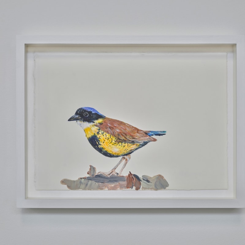 Sutapa Biswas, Gurney's Pitta, 2024