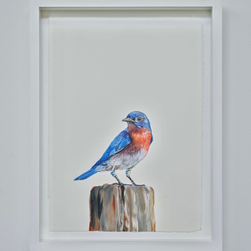 Sutapa Biswas, Eastern Bluebird, 2024