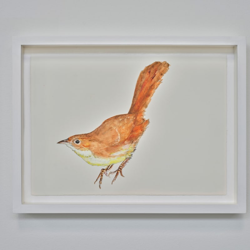 Sutapa Biswas, Noisy Scrub Bird - Tail High, 2024