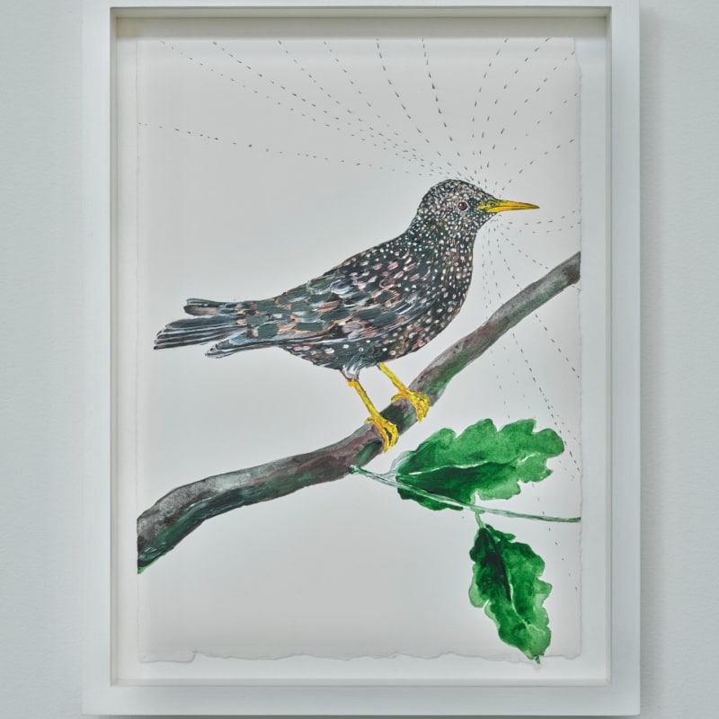Sutapa Biswas, The European Starling - Sturnus vulgaris, 2024