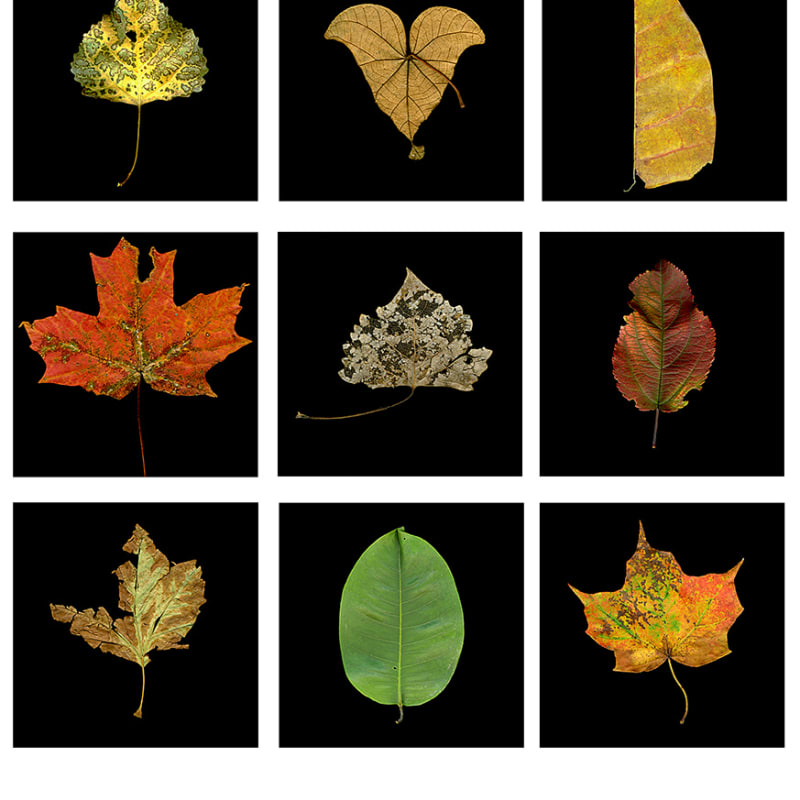 Meridel Rubenstein, Photosynthesis Leaf Grid, 2009-17