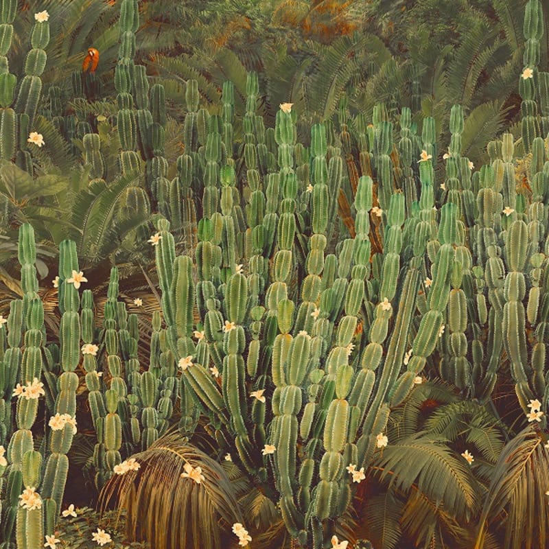 Nadia Attura, Cactus Jungle