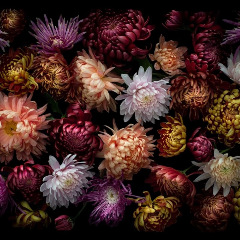 Dianna Jazwinski, Chrysanthemums