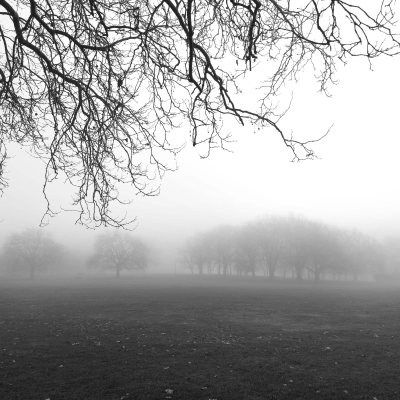 Mist on the Rye #1