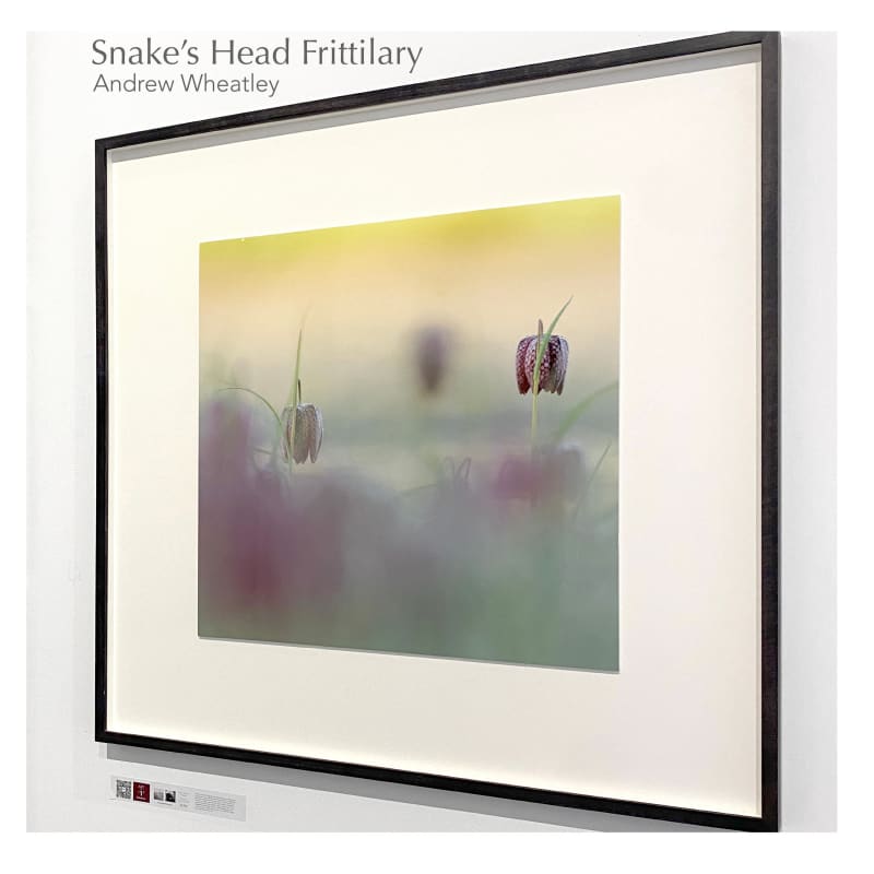 SNAKES HEAD FRITTILARY ANDREW WHEATLEY £2,400 (FRAMED) 84CM X 84CM | £2,000 (PRINT ONLY) ENQUIRE TO PURCHASE