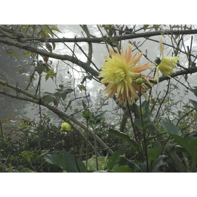 Monet's garden at Giverny, France, 2016. Photograph by Janet Alling