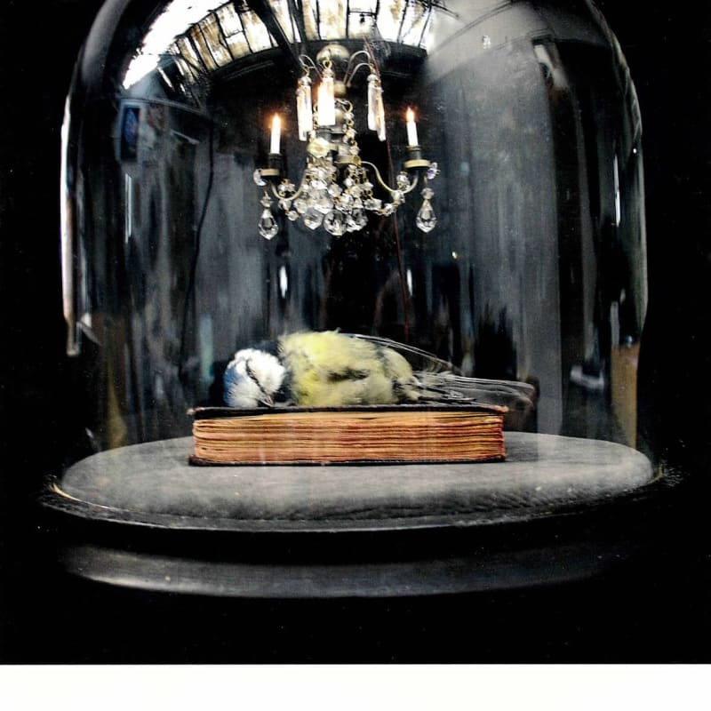 Still Life After Death