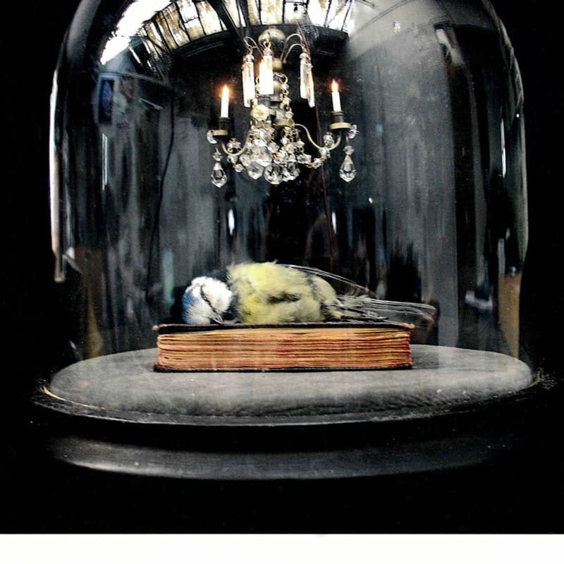 Still Life After Death
