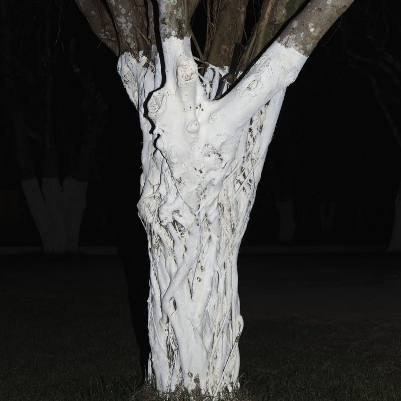 André Penteado, Untitled (White tree trunk), 2015