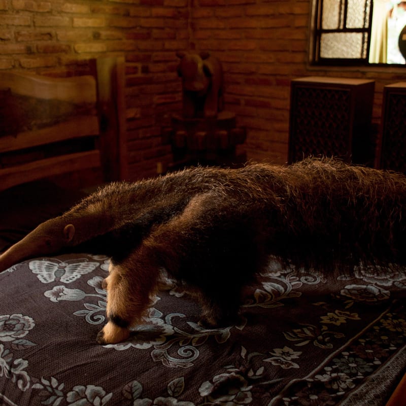 João Castilho, Tamanduá-bandeira [Giant anteater], 2014
