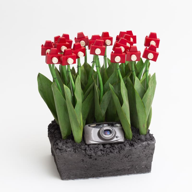 André Feliciano, Mini jardim fotográfico com câmera, 2021