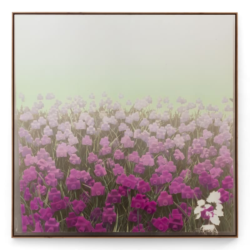 André Feliciano, Flores para Vilém Flusser 1 , 2023