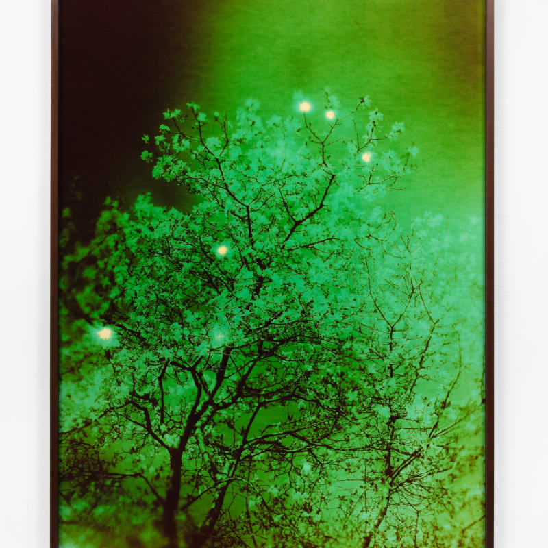 André Feliciano, vaga-lumes fotográficos, série prospect park 9, 2020