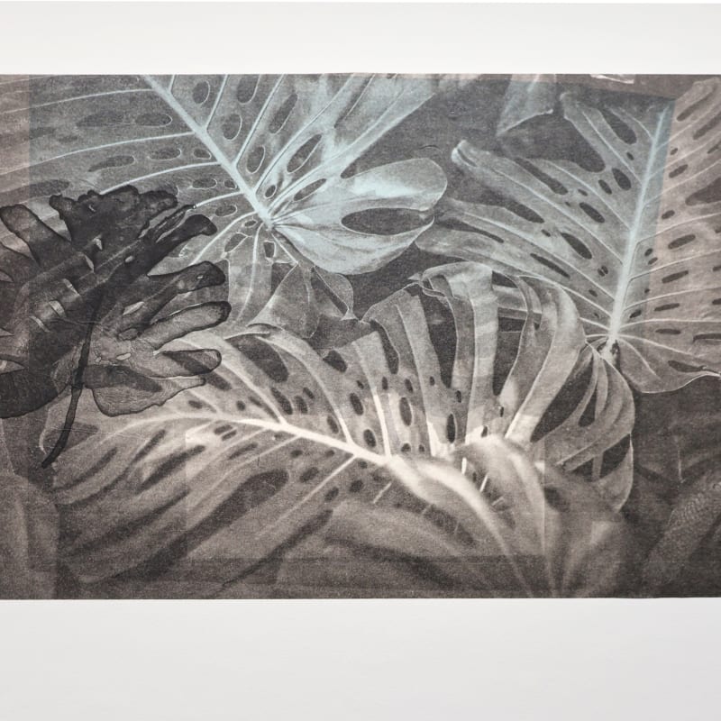 Sharon Lee RE, Monstera, 2025
