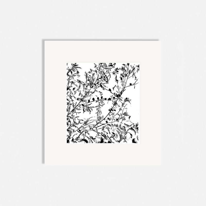 Sasa Marinkov RE, Corvids Watching