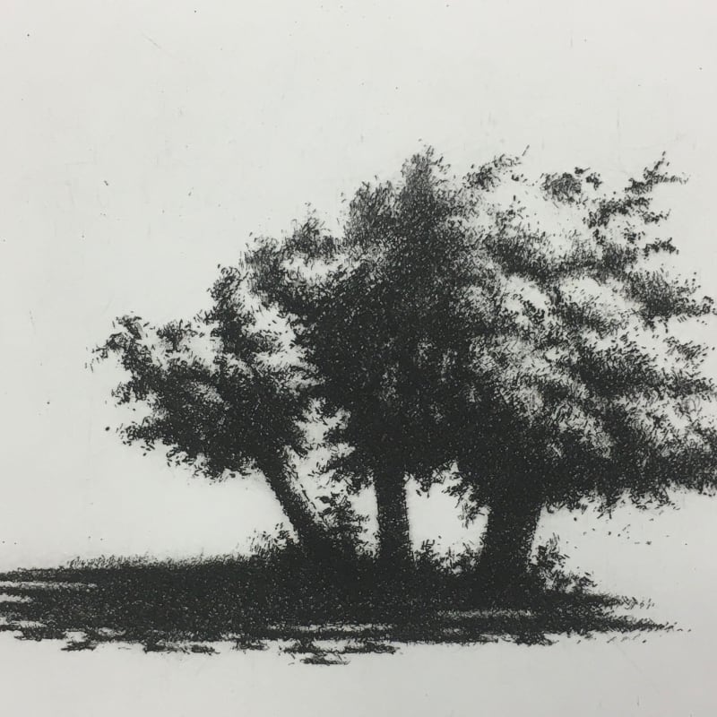 Fig Trees