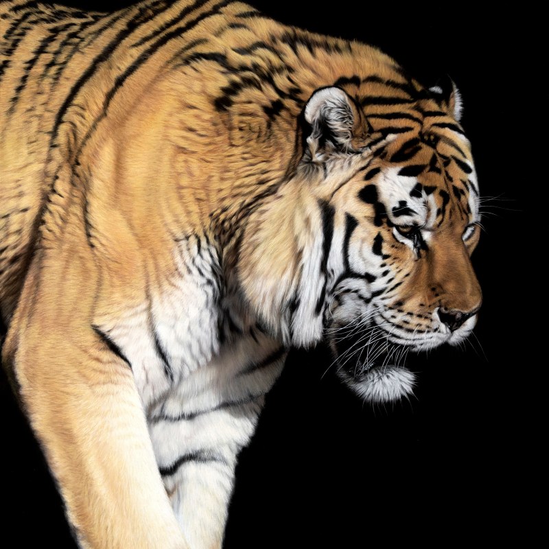 AMUR TIGER - CLOSE ENCOUNTER III
