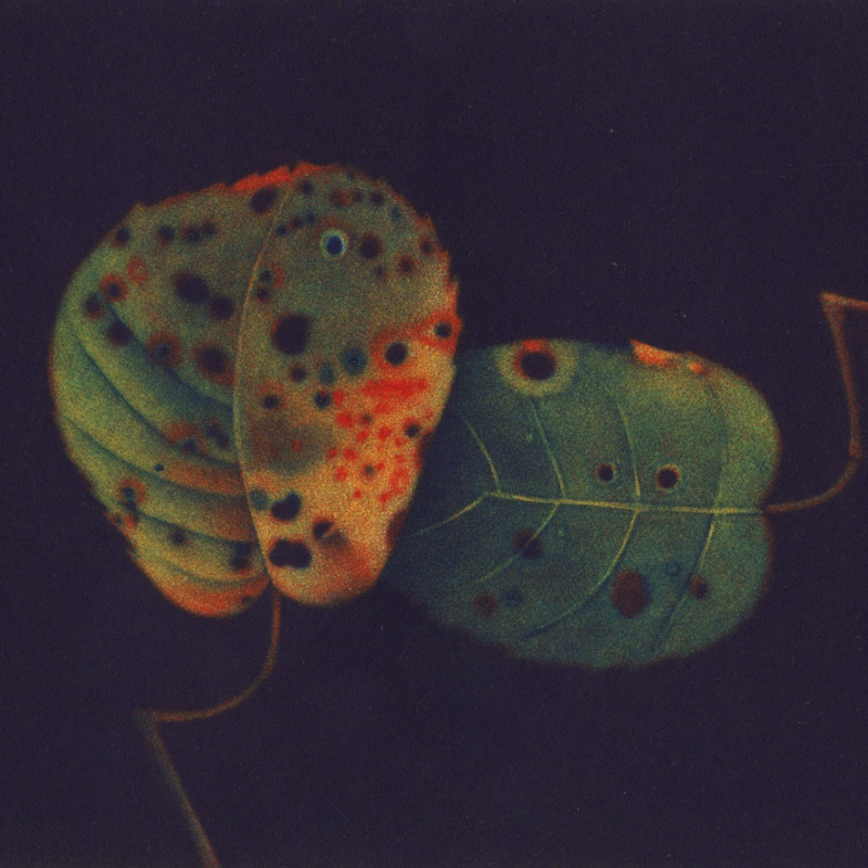 James McCreary ARE, Autumn Leaves II, mezzotint and aquatint