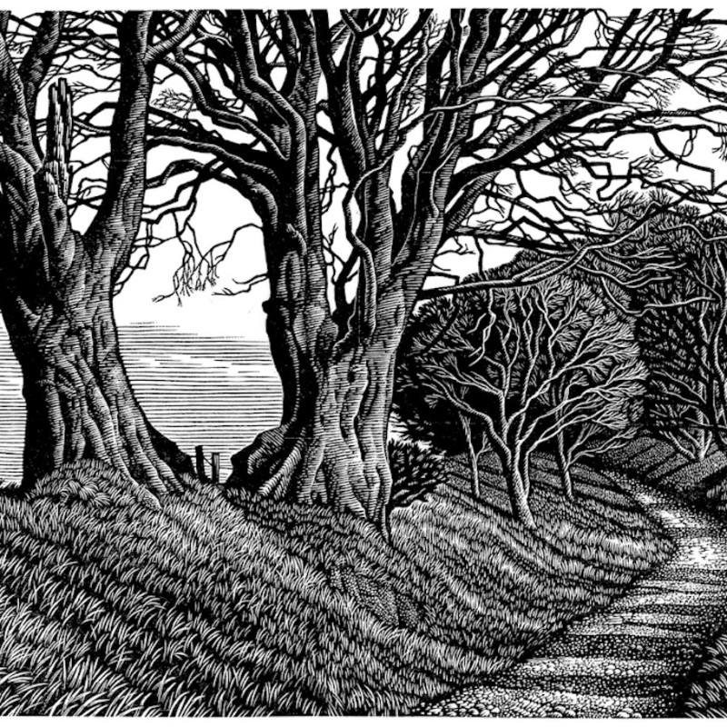 Lewesdon Hill Beeches, wood engraving