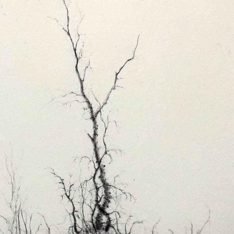 Birch