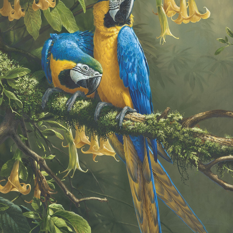 Michael Jackson, Blue and gold Macaws