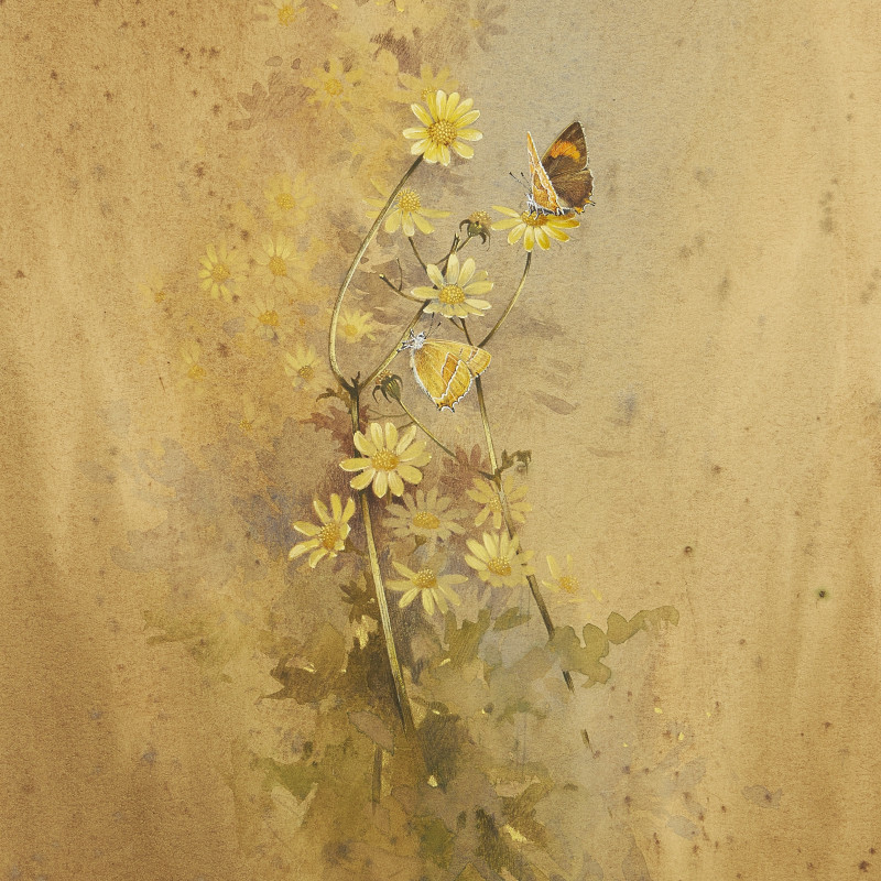 Gordon Beningfield, Brown Hairstreak Butterfly