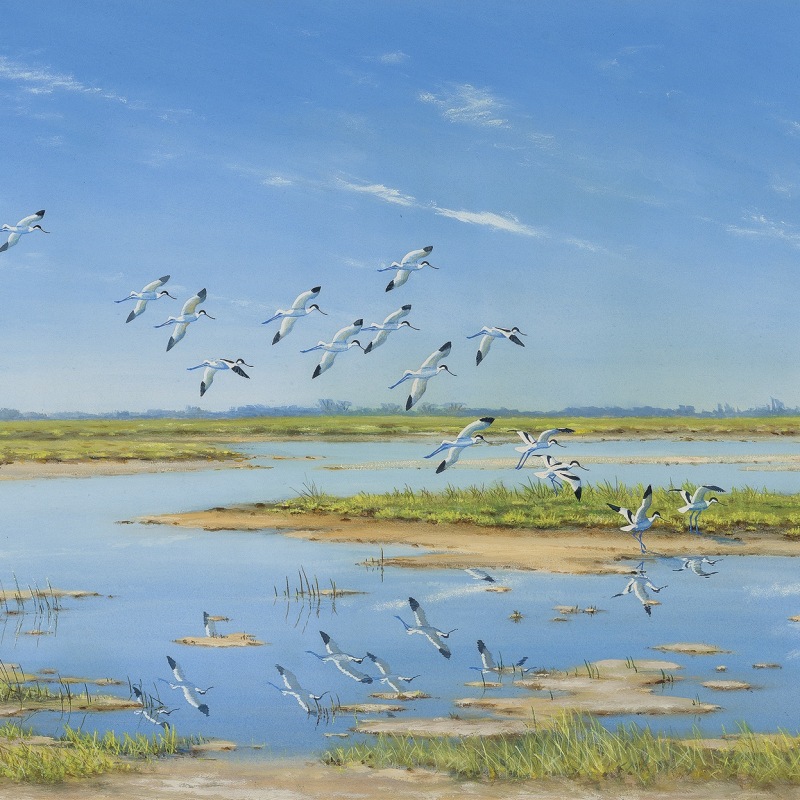 Ian Houston, High noon - Avocets coming in to rest