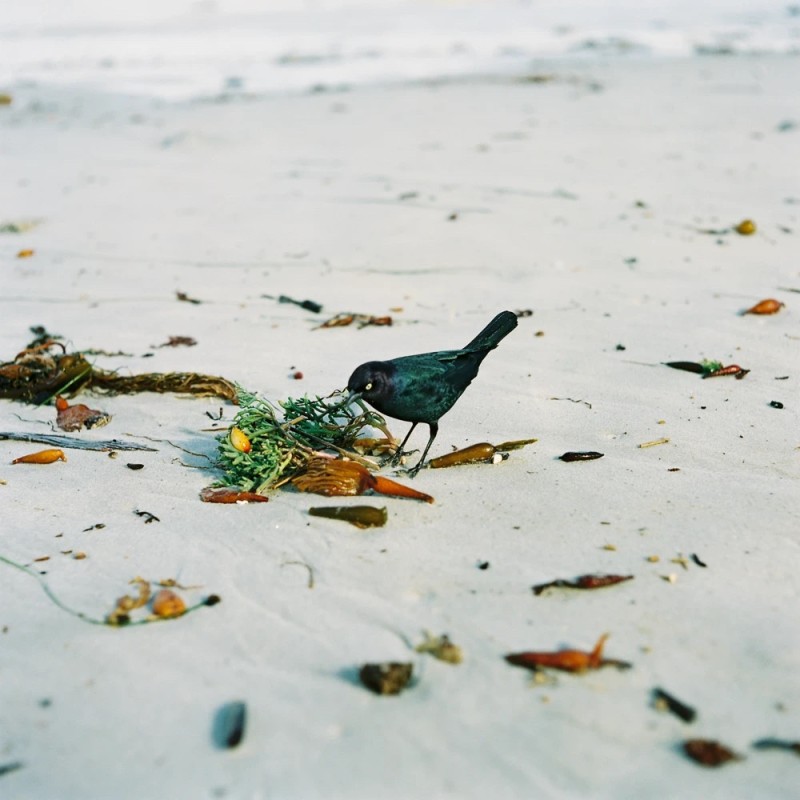 A Bird On The Beach