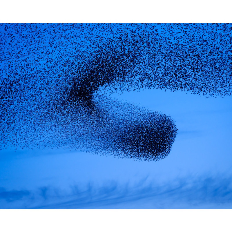 《喃喃VIII》, 约翰内斯·博斯格拉 2020Murmurations VIII, Johannes Bosgra, 2020