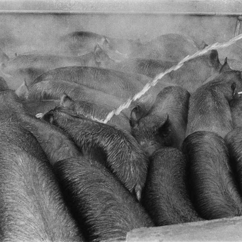 深濑昌久，选自“杀猪”系列，1961。© 深濑昌久档案馆