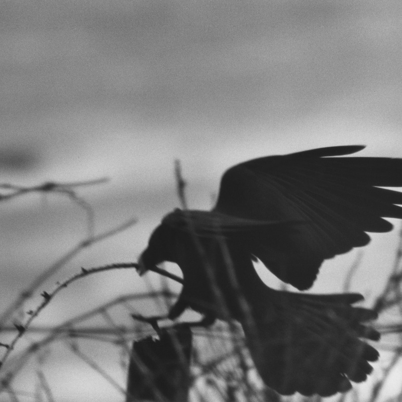 深濑昌久，选自“乌鸦”系列，1976。© 深濑昌久档案馆
