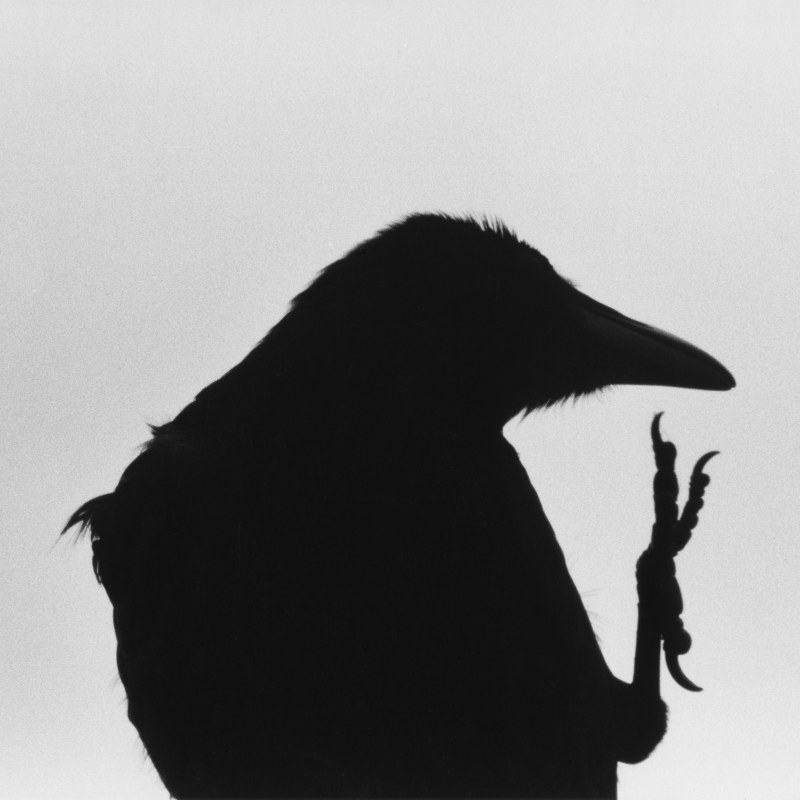 深濑昌久，选自“乌鸦”系列，1976。© 深濑昌久档案馆