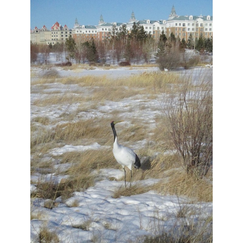 2023年1月，内蒙古满洲里，雪中的仙鹤雕塑 January 2023, Manzhouli, Inner Mongolia A crane sculpture in the snow